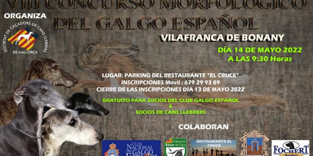 Este sábado se celebra el VIII Concurso Morfológico del Galgo Español
