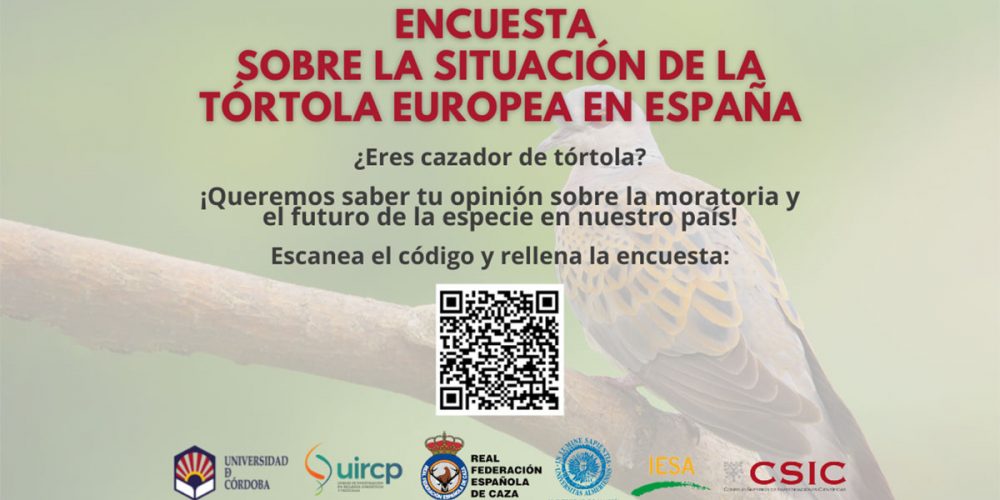 Un estudio analizará la situación de la tórtola europea en España