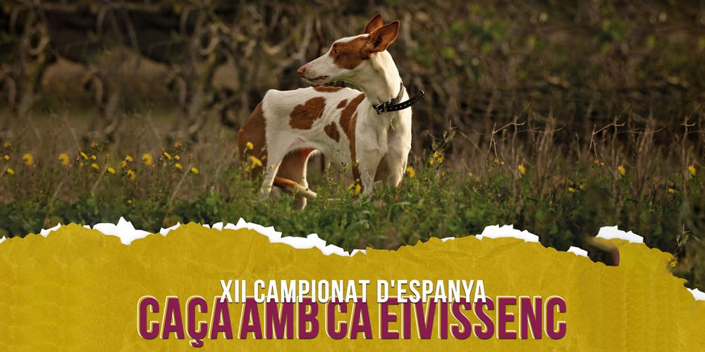 Imagen en miniatura de entrada