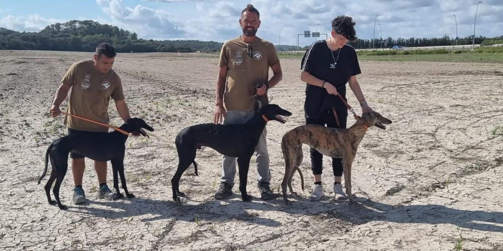 VII CAMPIONAT DE BALEARS DE CANS LLEBRERS AMB LLEBRE MECÀNICA PER CLUBS