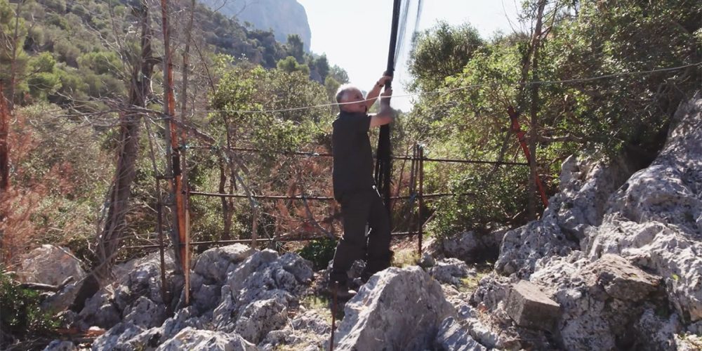 La Caça a Coll a Mallorca