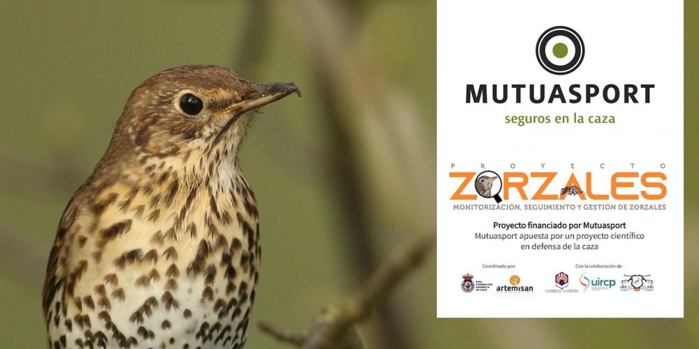 Soy rehalero ¿Es necesario tener un seguro que cubra a todos los perros de la rehala o sólo con los que suelo salir a cazar?