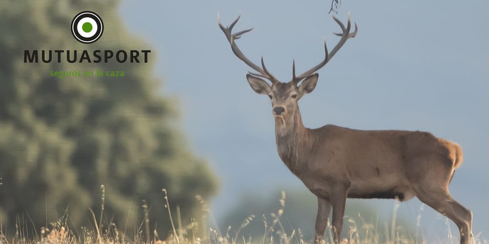 ¿Quiénes responden de los daños causados en un accidente de caza?