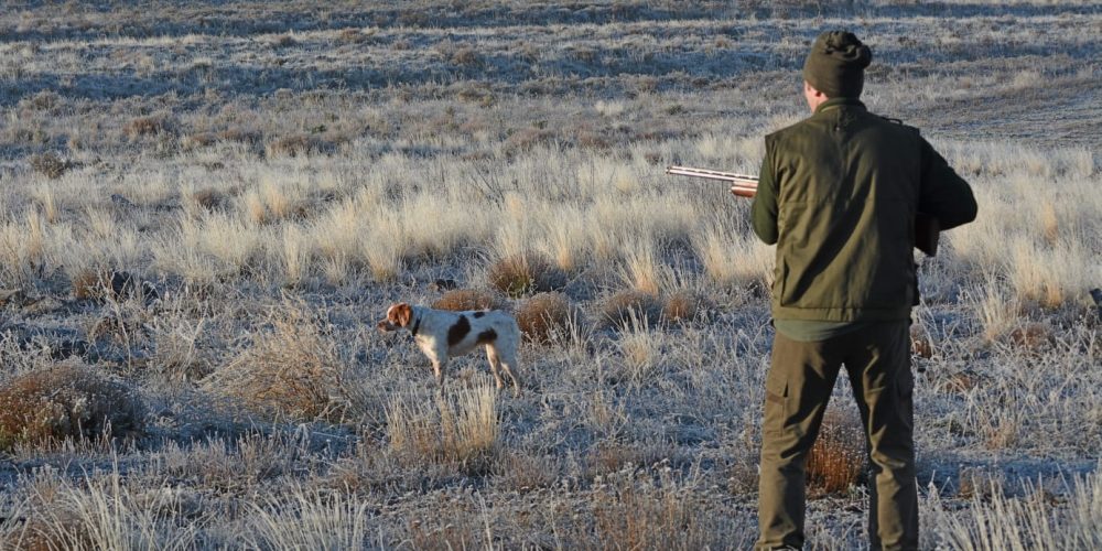 Gracias por cuidar, respetar y proteger a vuestros perros