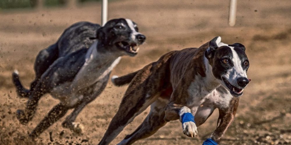 Son Pardo acogerá el Campeonato de Baleares de «Cans llebrers» 2025