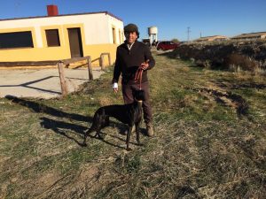 Campeonato de Galgos en Campo
