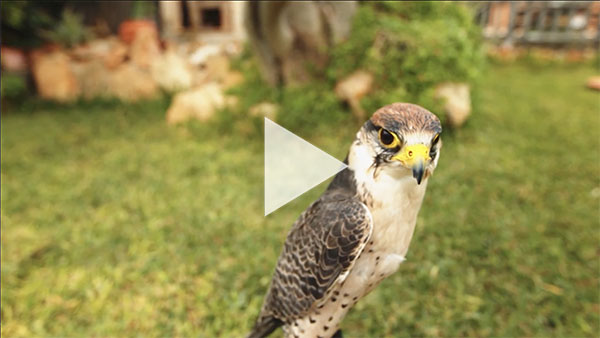 Falconeria a Mallorca