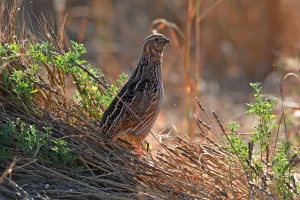 caza de codorniz