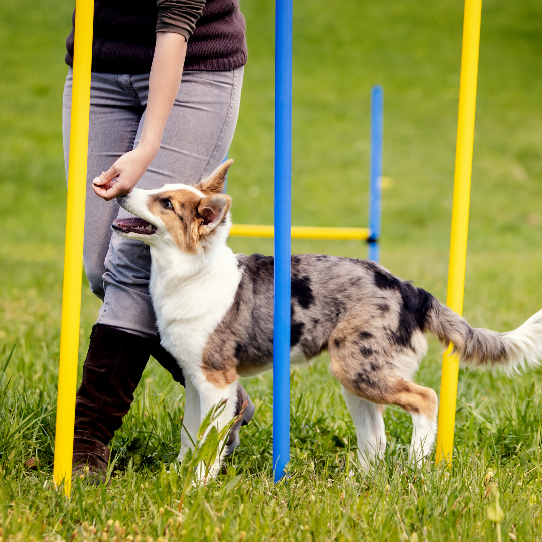 perro agility balcaza