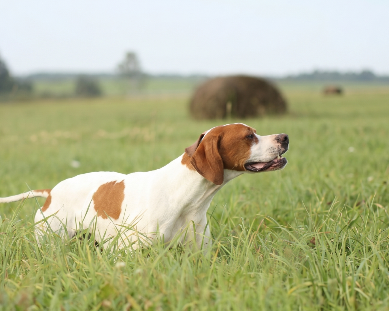 Resultados · Campeonato de Baleares de Prueba de Campo con Perros de Muestra 2026
