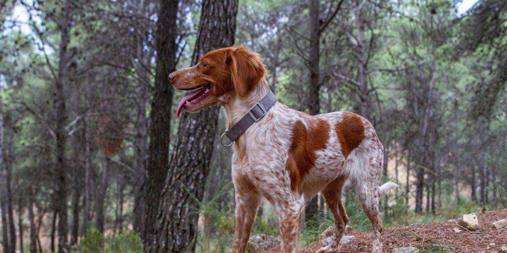 Llegan la tercera y cuarta prueba del Campeonato de Baleares de San Huberto