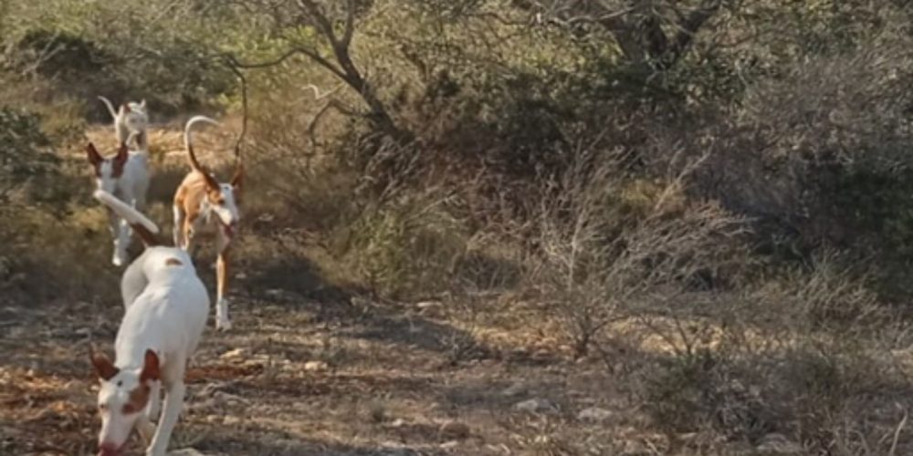 Encuentro informativo y cena de hermandad de Cans Eivissencs de Mallorca