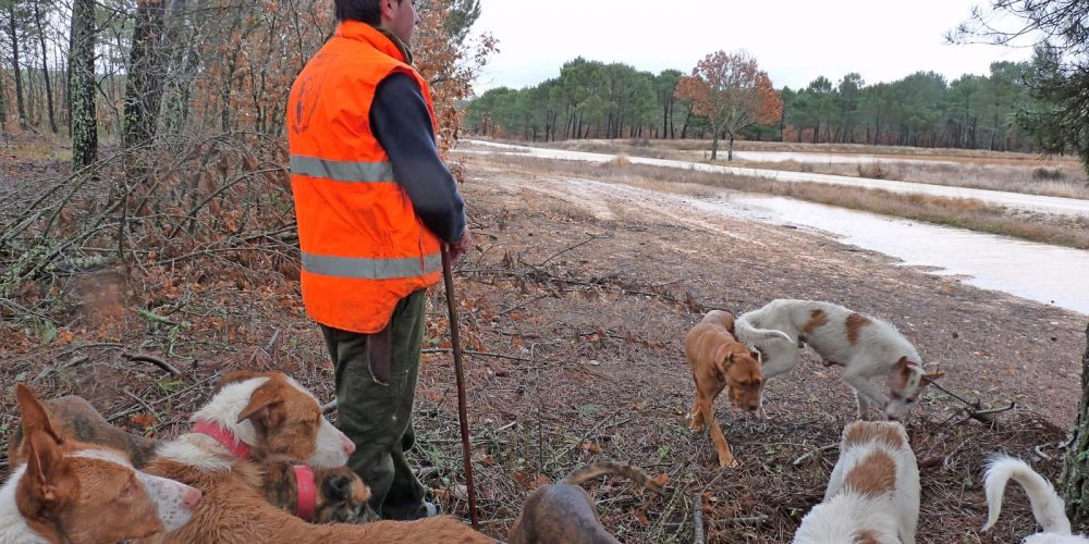 La caza no es el problema del abandono animal en España