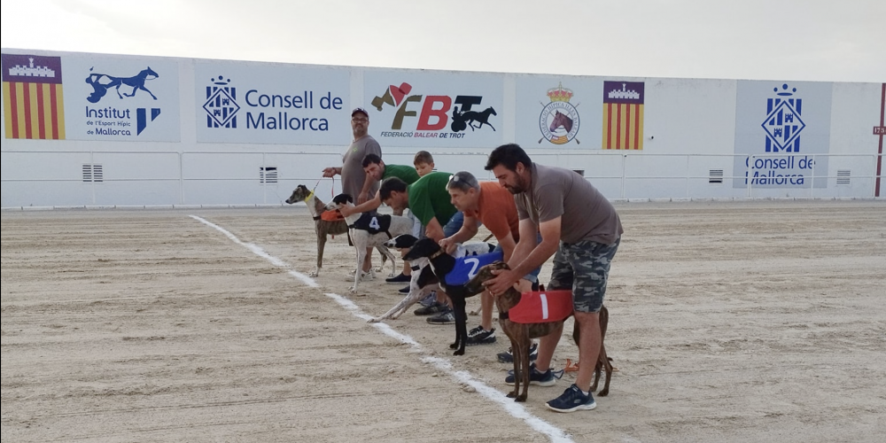 «Zeus», «Cebra» y «Toledo», vencedores del Campeonato de Baleares de Cans Llebrers